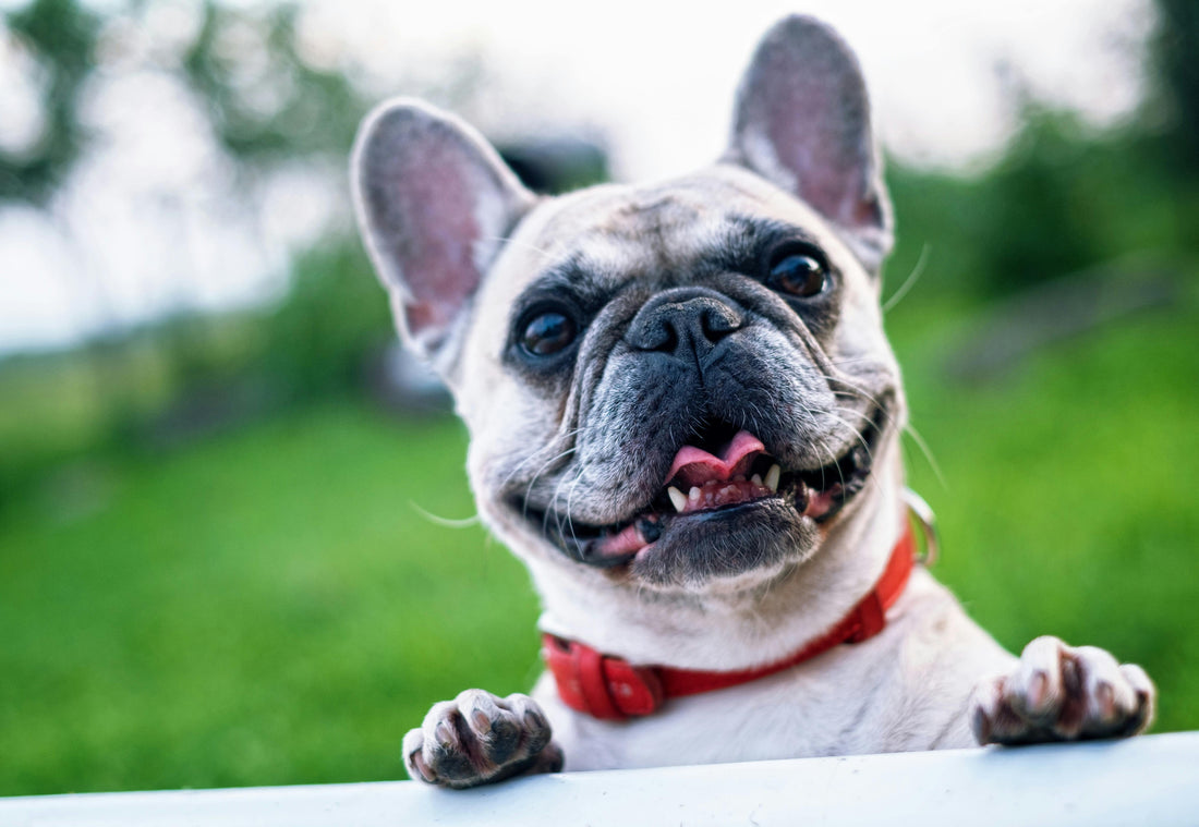 Discover the Benefits of CBD for Pets with Premium-Grade CBD Oil