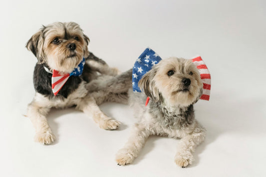 Calming Your Pet: CBD's Role in Easing Anxiety During Fireworks